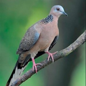 Spotted Dove Streptopeia chinensis (retrieved from gemfyre.dreamwidth.org)